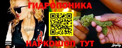 шишки Кингисепп